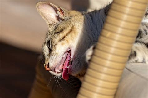 Why Is My Cat Panting? [And What To Do About It] - TheCatSite