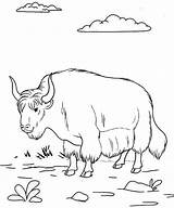 The Educational Yak Coloring Pages For Kids  sketch template