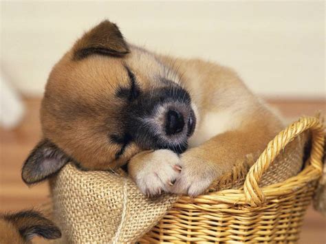 Sleeping Puppy Wallpapers - Top Free Sleeping Puppy Backgrounds ...