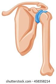 Diagram Showing Shoulder Bone Illustration Stock Vector (Royalty Free) 458358214 | Shutterstock