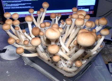 Magic Mushroom Grow Kits Spreading Like Wild Fungi | Santa Cruz, CA Patch