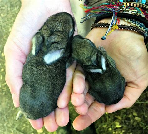 Save the Runt – the Bunny Files – Farm Fresh For Life – Real Food for ...