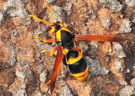 Large Ground Wasp Identification