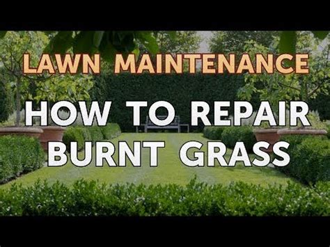 How to Repair Burnt Grass - YouTube