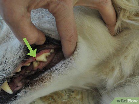 How to Diagnose Canine Periodontal Disease: 10 Steps