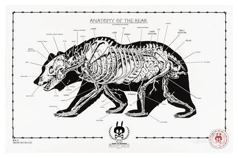 ANATOMY OF THE BEAR: ANATOMY SHEET No.14 Illustrated by NYCHOS 1-color Screen Print on 300 g/m² ...