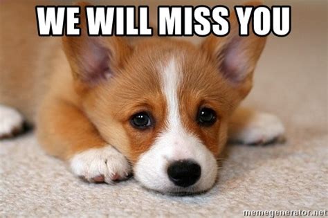 We Will Miss You - Sad Corgi - Meme Generator