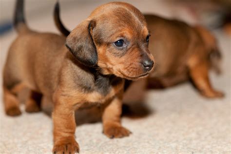 69+ Dachshund Kennels Pic - Bleumoonproductions