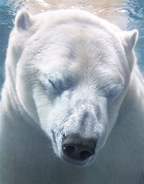 Reportajes y fotografías de Osos polares en National Geographic