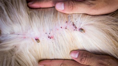 Tick Infestation In Dogs