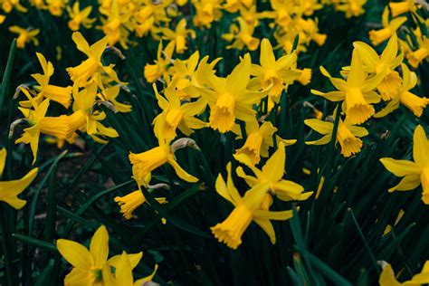 Yellow narcissus flowers – free photo on Barnimages