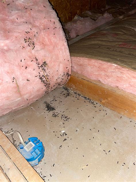 Attic Remediation - Bats B Gone