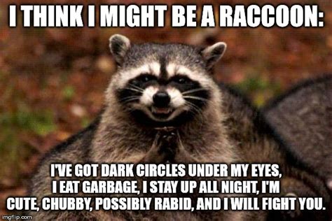 Evil Plotting Raccoon Memes - Imgflip