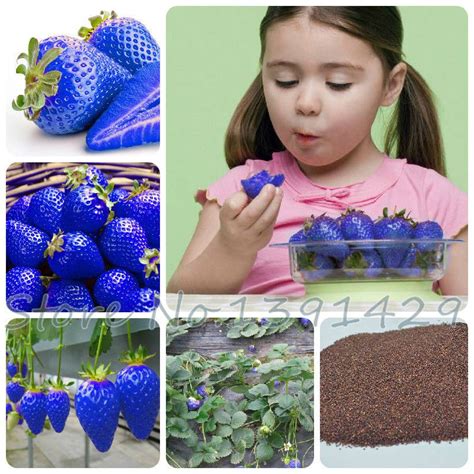 Blue strawberry, Strawberry garden, Strawberry seed