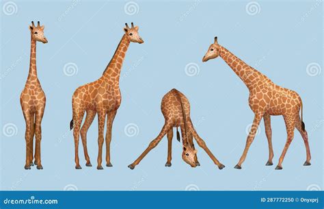 Giraffe. African Savana Realistic Animals Giraffe in Various Poses ...