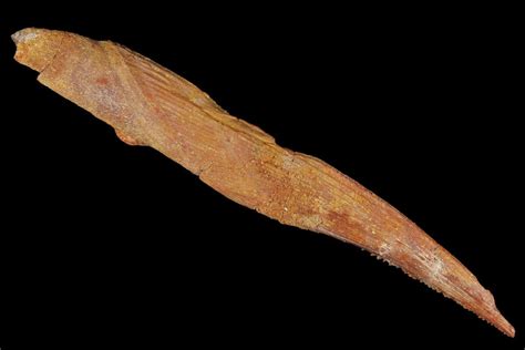 6.6" Fossil Shark (Hybodus) Dorsal Spine - Morocco For Sale (#106518 ...