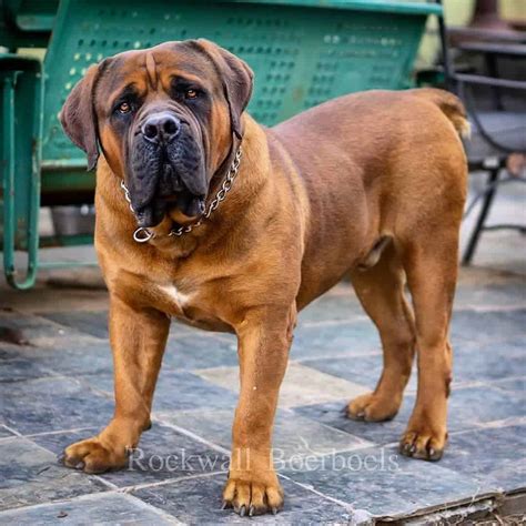 Boerboel 4 Colors & 4 Markings: Get To Know This Dog's Coat