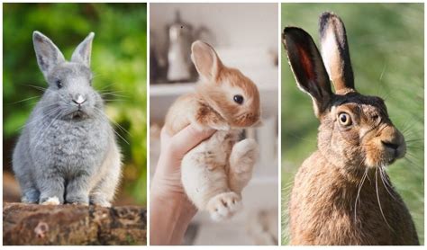 Difference Between Bunny Vs Rabbit - Pet Dacub