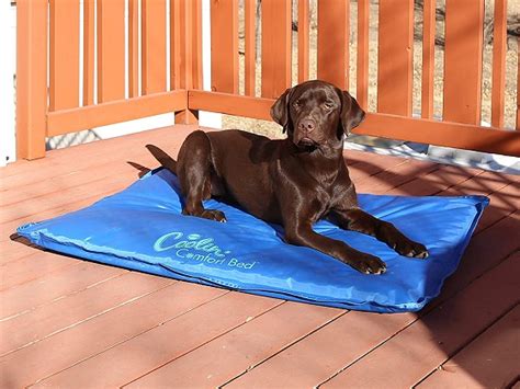 Best 6 Cooling Dog Crate Pad (Mat) For Hot Days 2022 Reviews