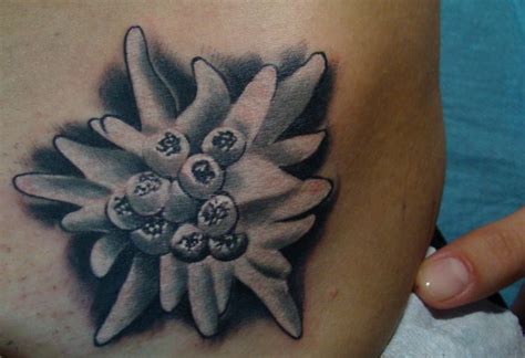 Edelweiss Tattoo - Cliparts.co