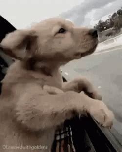 Drive Road Trip GIF - Drive Road Trip Puppy - Discover & Share GIFs