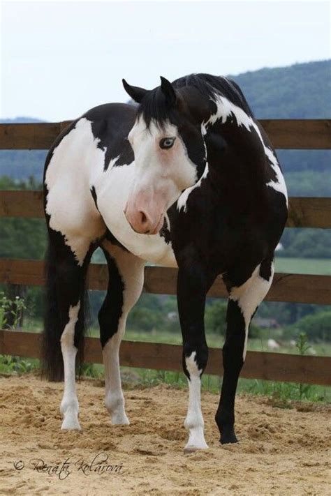 Black Overo Paint Horse | Horses, Ponies & Donkeys (CLOSED) | Horses ...