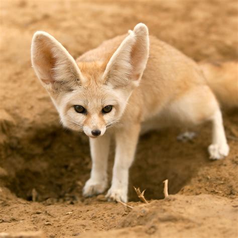 Desert Fennec Fox Facts