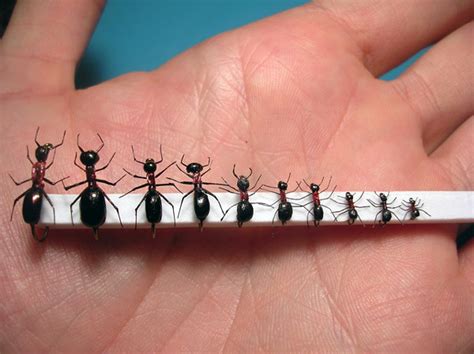 Semi realistic ant sizes 10 - 32 | Semi realistic ant sizes … | Flickr