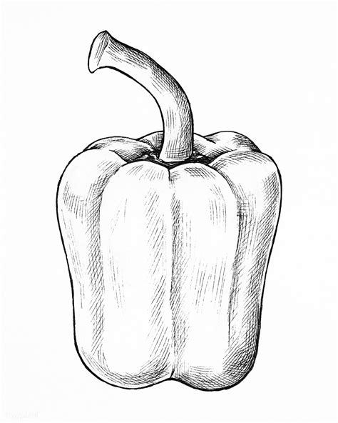 Hand drawn fresh bell pepper | premium image by rawpixel.com | How to draw hands, Stuffed bell ...