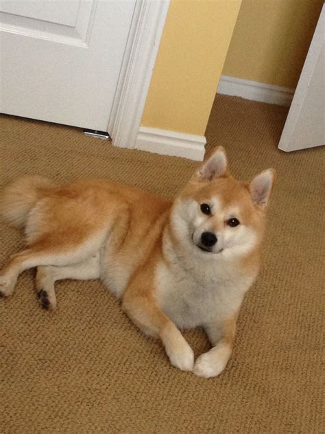 This is my Shiba Inu / Pomerian mix puppy. He's almost 3...isn't he ...