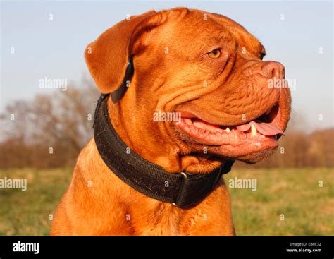 Dogue de Bordeaux (Canis lupus f. familiaris), four year old female, portrait, Germany Stock ...