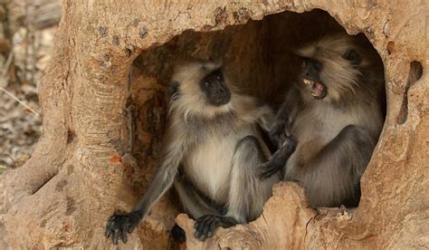 Kanha and Bandhavgarh Wildlife Photography Tour