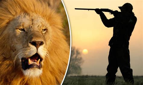 Trophy hunting lions could help them form extinction, new report says ...