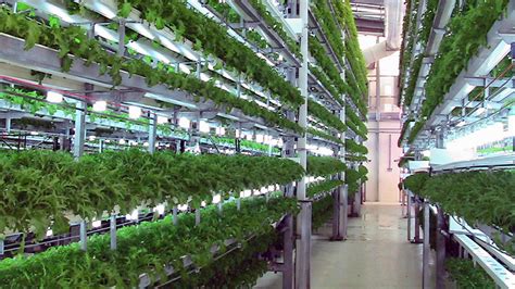 Is aeroponics better than hydroponics? How does it work?