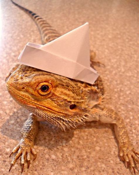 Animals in Hats | Bearded dragon, Bearded dragon cute, Bearded dragon funny