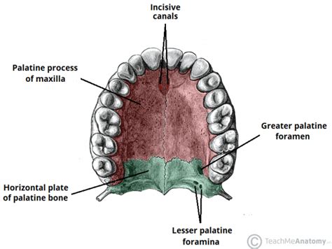 The Palate - Hard Palate - Soft Palate - Uvula - TeachMeAnatomy