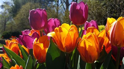 pink and orange tulips free image | Peakpx