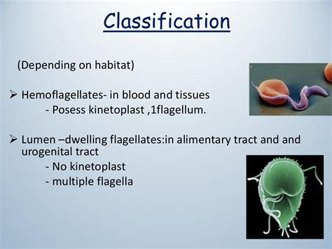 Classification of flagellates and giardia lamblia