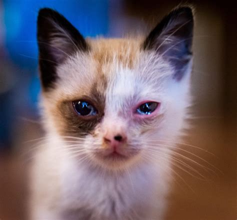 Conjunctivitis in Cats: Symptoms, Causes, Treatment and Home Remedies