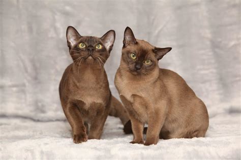 Burmese Cat Breeders Texas | Kittens & Cats for Sale