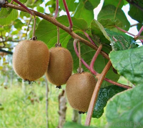 Enzed Gold Kiwifruits | love the fruity | Kiwi vine, Bonsai fruit tree, Fruit bearing trees