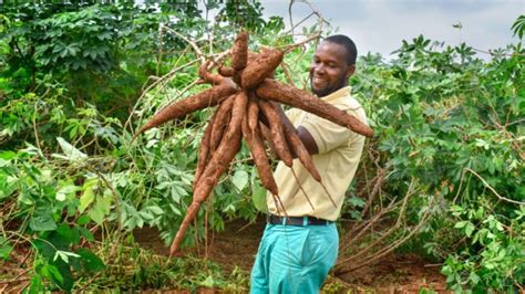 5 New High-yielding NextGen Cassava Varieties Excite Nigerian Farmers ...