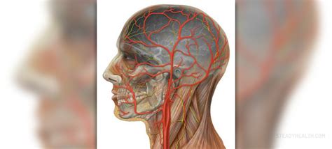 Carotid artery blockage surgery | Cardiovascular Disorders and Diseases articles | Body & Health ...