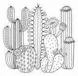 Cactus Coloring Pages  100 To print For Free sketch template