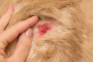 3 Ways to Prevent and Treat Staph Infection in Dogs