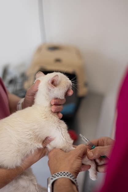 Premium Photo | Sick kitten receiving treatment at veterinary clinic