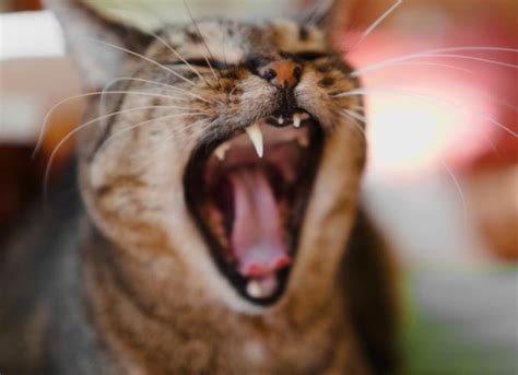 Everything You Need to Know About Cat Dental Cleanings | PetMD