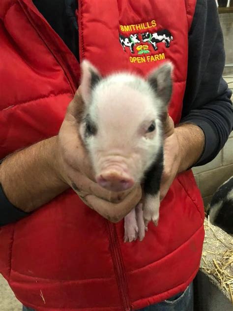New Born Piglets!! - Smithills Open Farm