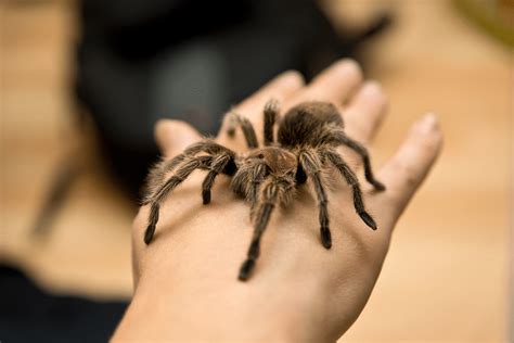 Keeping Tarantulas as Pets - Learn About Nature