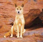 Animals: Dingo Dog Breed